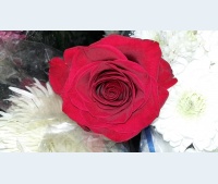 Logo de FLORERIA BERI